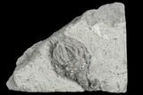 Crinoid (Platycrinites) Fossil - Crawfordsville, Indiana #130166-1